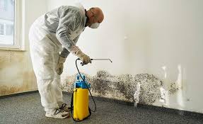 Why You Should Choose Our Mold Remediation Services in Montvale, NJ